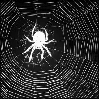Black And White Spider Pictures, Photos, and Images for Face
