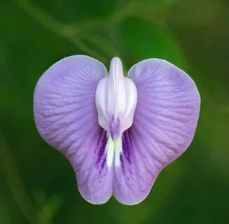 Flor-do-clitoris. (Clitoria ternatea) Botânica, Paisagens, F