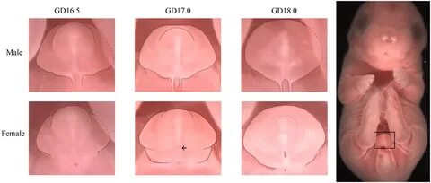 External genitalia development from GD 16.5 to GD 18.0 and b