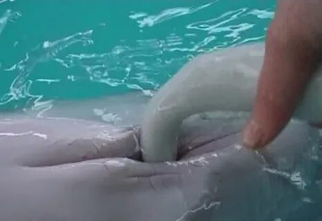 Dumping all of my dolphin porn till I get tired of capatchas