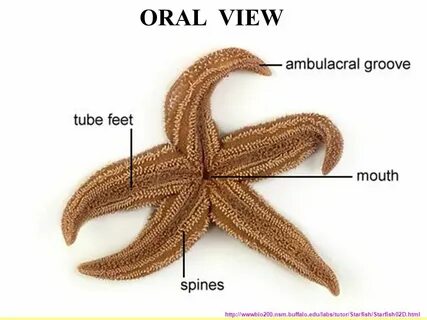 STARFISH DISSECTION - ppt download