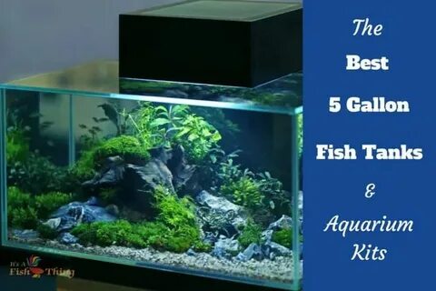 9 Best 5 Gallon Fish Tanks in 2022 - Reviews & Top Picks It'