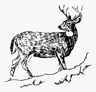 Musk Deer,monochrome Photography,deer - Dear Black And White