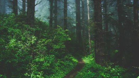 Download wallpaper 2560x1440 forest, fog, path, trees, grass