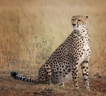 Beautiful Cheetah Portrait of Malaika Photograph by Vicki Ja