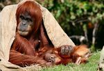 basik.ru - Животный мир - Маленький орангутанг - фотография 