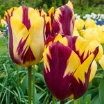 Лале най-шареното многогодишно Хелмар - Tulip Helmar М и М Т