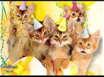 Happy Birthday ♫ Meaw ♪ Singing birthday cards, Happy birthd