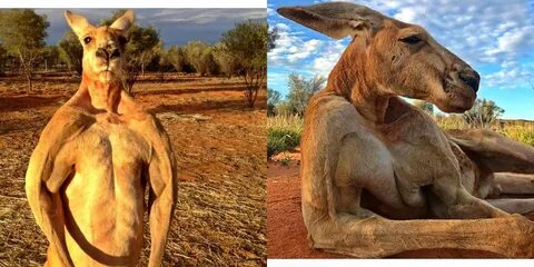 Jacked Kangaroo Meme - Captions More