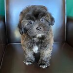 Shih Poo Puppies Pictures : Casey - Handsome Shih-Poo Puppy 