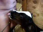Man with small dick gets a blowjob by farm animal / ZooTube1