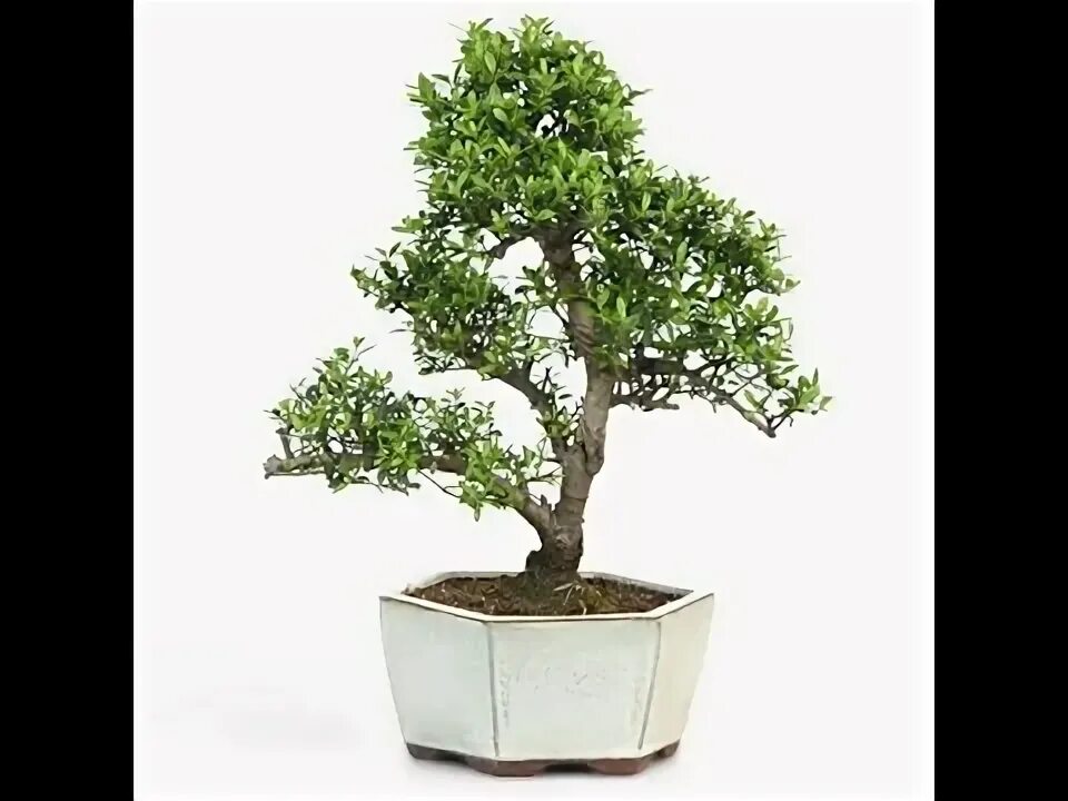 chinese holly bonsai tree care - YouTube