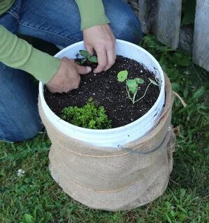 5 Gallon Bucket Vegetable Garden - Garden Design Ideas