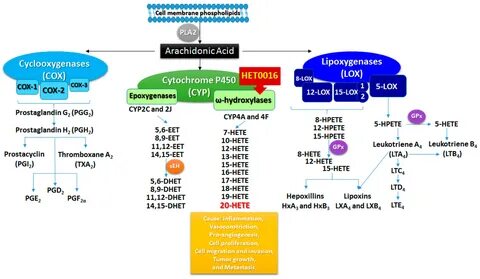 IJMS Free Full-Text Arachidonic Acid Metabolite as a Novel T