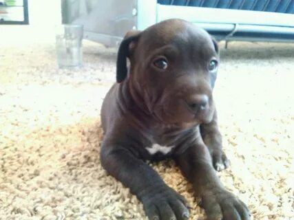 All Solid Black Nose Pitbull Black And White Pitbull Puppies