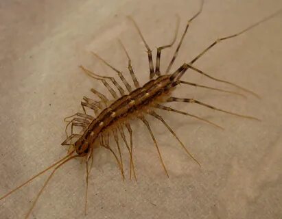 My floor is moving (house centipedes, large image) ResetEra