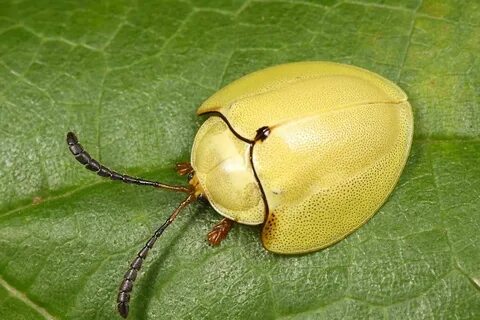 Пин на доске Tortoise Beetles