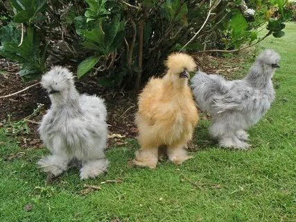 Silkie Silkie chickens, Bantam chickens, Fluffy chicken