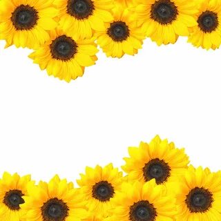 Ftestickers Flowers Sunflowers Butterfly Border Common Sunfl