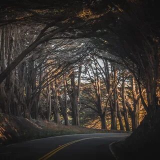Скачать обои дорога, лес, свет, деревья, закат, Калифорния, 
