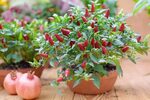How to Grow Ornamental Peppers Gardener’s Path