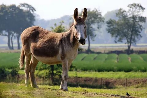 Domestic Donkey on a farm free image download