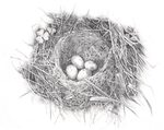 Luciana’s Birds nest - Highly commended by the Society for A