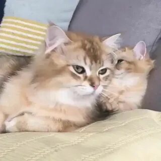 Yawn ʸᵃʷⁿ : Eyebleach Cute cats, kittens, Cute animals, Cute
