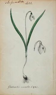 Snowdrop flower Flower drawing, Botanical prints, Botanical 