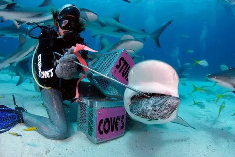 Shark Feeder Program - Stuart Coves - Bahamas Dive Shop & To