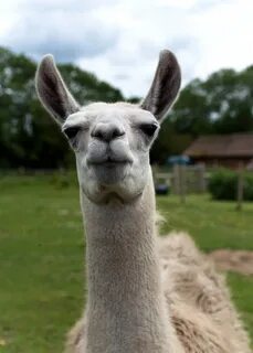 Duuuuuude....... Llama pictures, Funny animal pictures, Llam