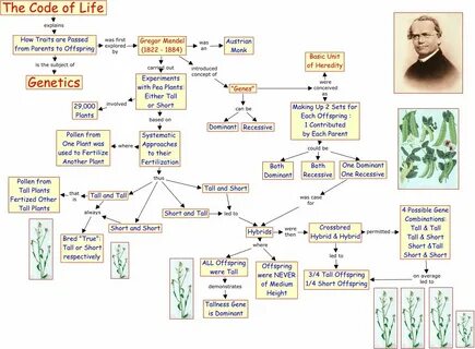 Genetics Concept Map Worksheet Answers - worksheet