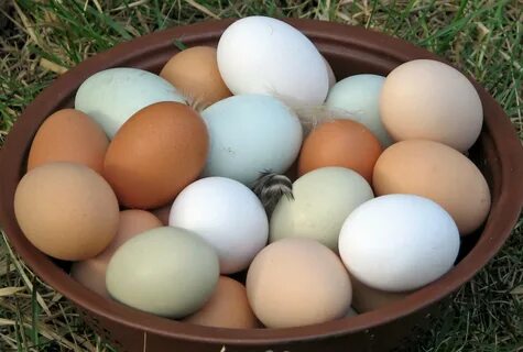 Hen Hatching Eggs Related Keywords & Suggestions - Hen Hatch