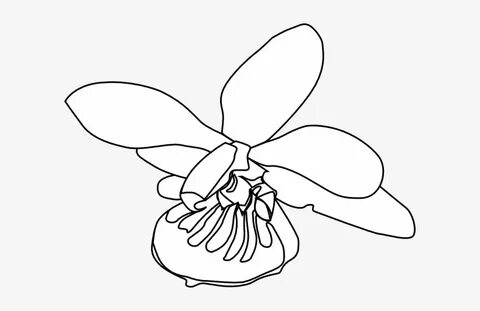 How To Set Use Orchid Clipart Transparent PNG - 600x452 - Fr