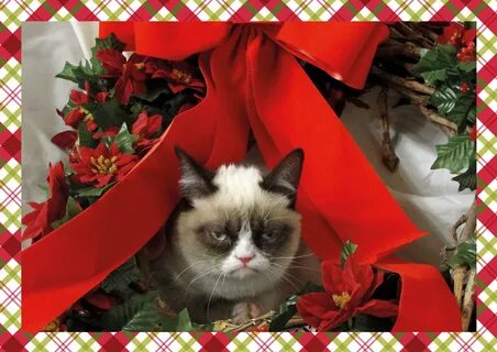 xmas grumpy cat - Best images all time - page 7 Meme Generat