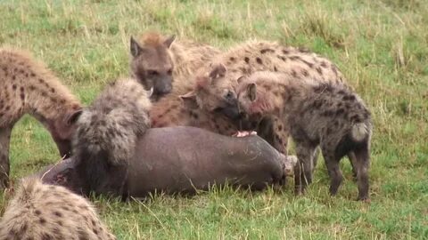 Hyena Eating A Dead Baby Hippo - YouTube