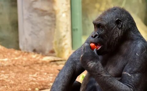 Gorilla,feeding,hungry,zoo,hellabrunn - free photo from need