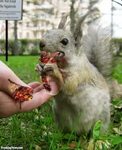 Funny crazy squirrel pics memes QuotesBae