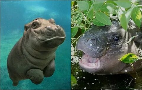 Create meme "Hippo , common Hippo, Hippo " - Pictures - Meme