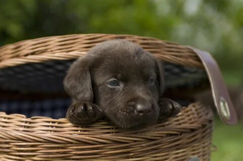 Chocolate Lab puppy looking out of a basket. Photo via Getty
