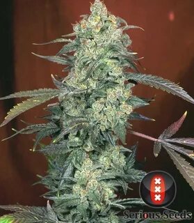 AK-47 - Strain Information - CannaConnection