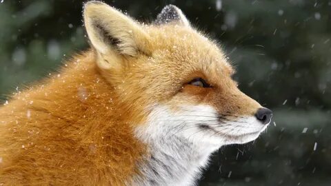 Fox. 