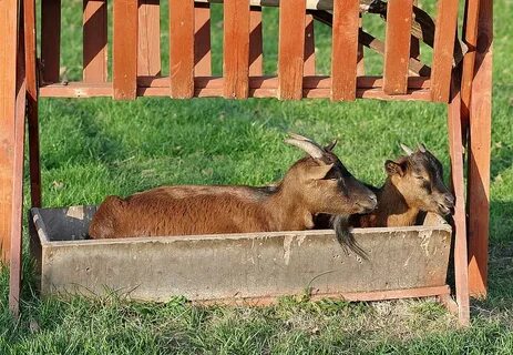 HD wallpaper: goats, trough, funny, animal, village, mammal,