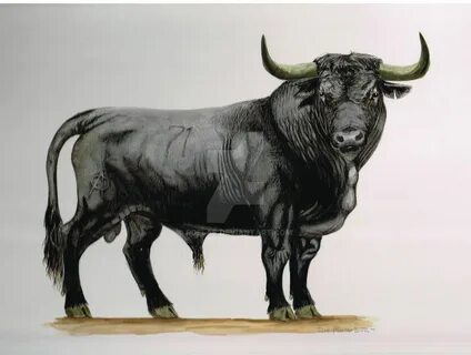 Toro+de+lidia+Spanish+Bull+by+RdelaS.deviantart.com+on+@Devi