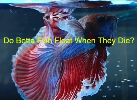 Do Betta Fish Float When They Die? - BettaFishAquarium.com
