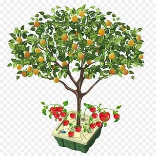 Fig Tree png download - 2362*2362 - Free Transparent Fruit T