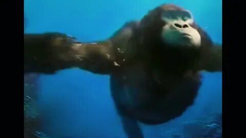 Searching for the Sea Banana Swimming Monkey Meme High Quali