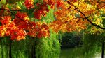 Обои осень, Осенняя окраска листьев, дерево, лист, природа H
