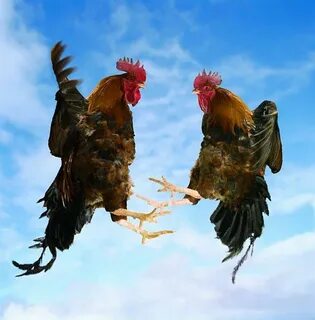 Two Fighting Roosters in Mid-Air Fighting rooster, Rooster, 