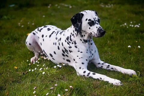 Among the Daisies. Kokkie. Dalmation Dog Photograph by Jenny